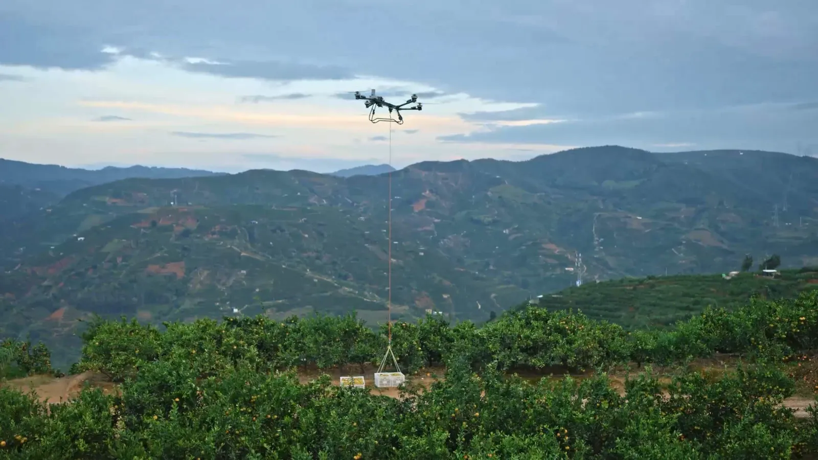Dron elevando cajones de cosecha en una ladera de cítricos