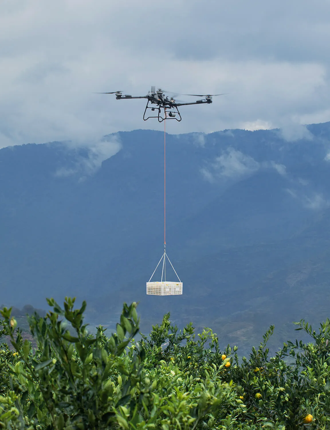 Dron elevando un cajón de carga sobre una plantación