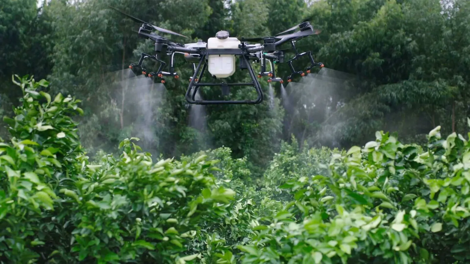 DJI Agras T30 aplicando entre filas de frutales